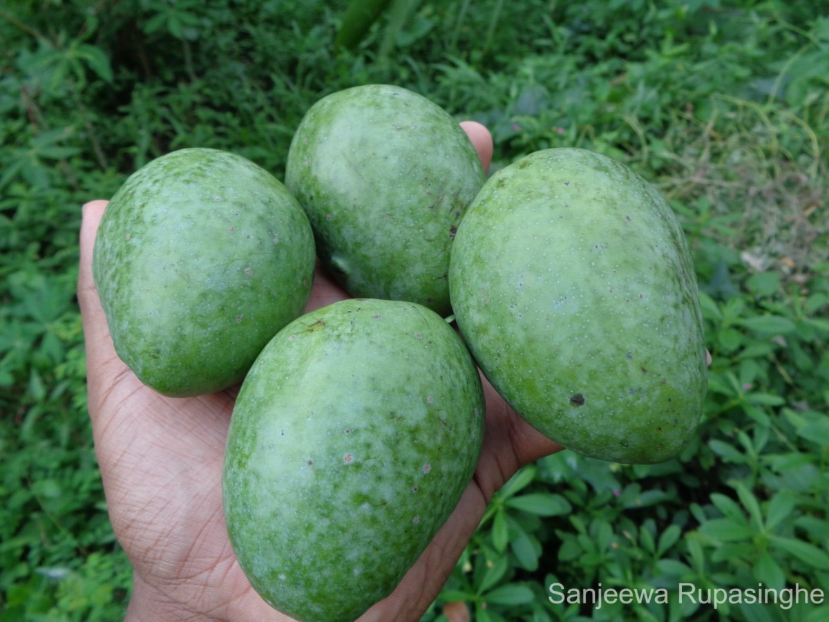 Mangifera indica L.